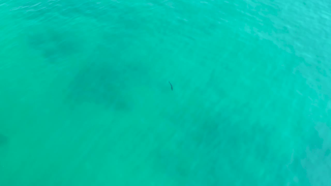 Turquoise water over a pale seabed with a small dark fish.