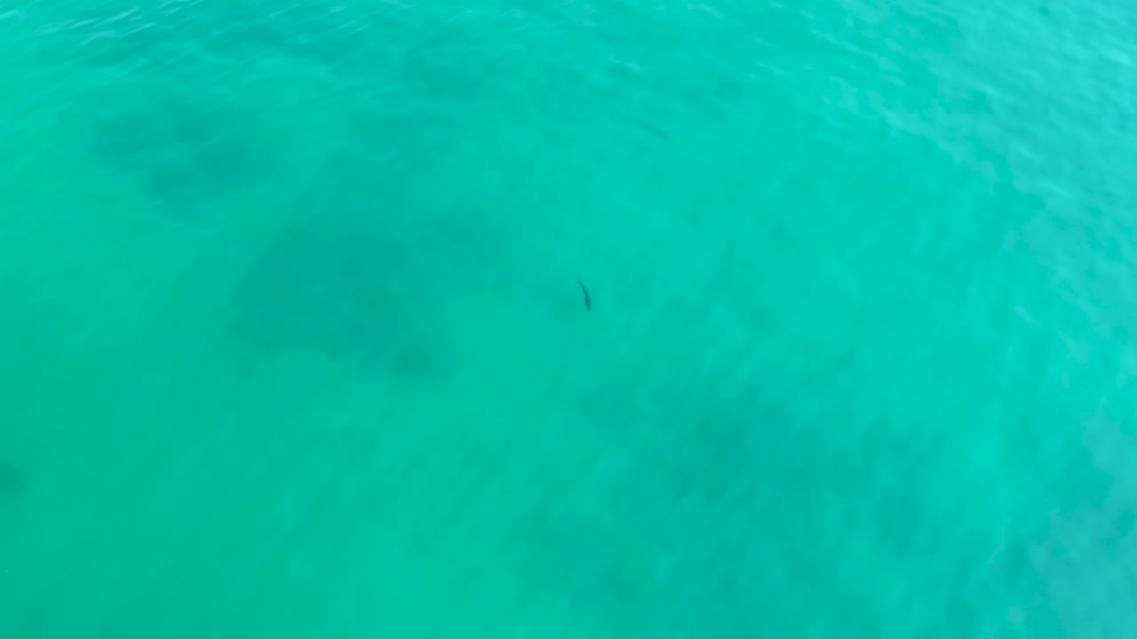 Clear turquoise water at Shipwrecks Los Cabos shows the small fish slightly farther across the frame with mottled seabed patches below and no visible people.