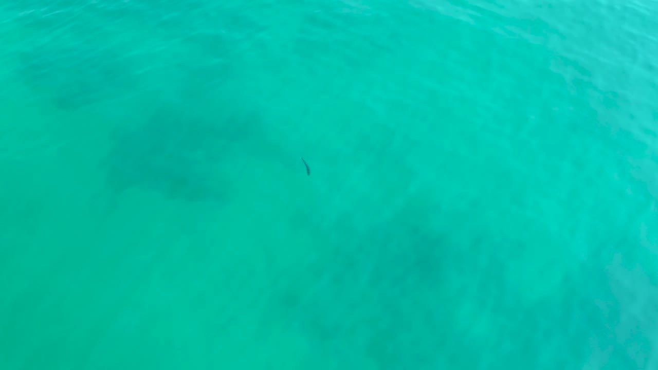 A wide overhead frame of Shipwrecks Los Cabos water shows the small fish near the upper half, soft ripples, faint seabed shadows, and no visible people.