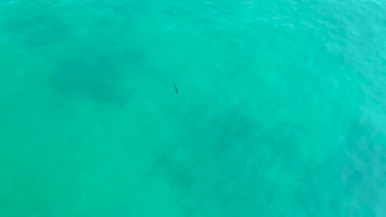 The small dark fish remains visible in the turquoise water at Shipwrecks Los Cabos, with the pale seabed and darker underwater areas showing through and no visible people.