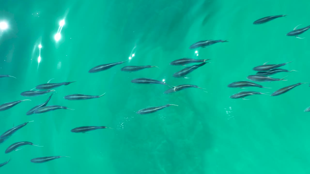 Small fish swimming in turquoise water with bright surface reflections.