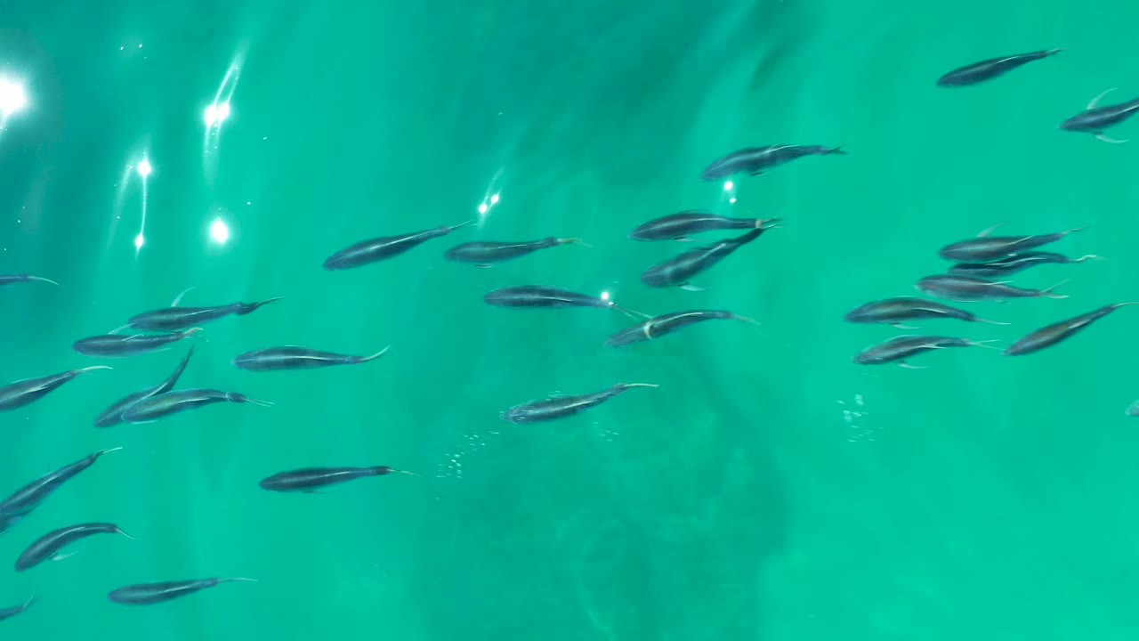 A loose school of small fish moves across clear turquoise water at Shipwrecks Los Cabos, with darker underwater shapes visible below and no visible people.