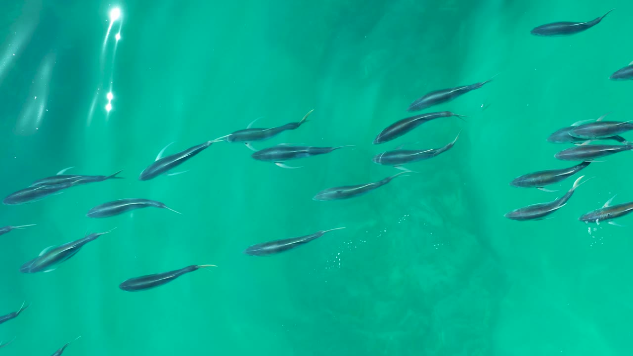 Small fish cluster mostly across the upper half of the frame in turquoise water at Shipwrecks Los Cabos, with bright vertical light streaks and no visible people.