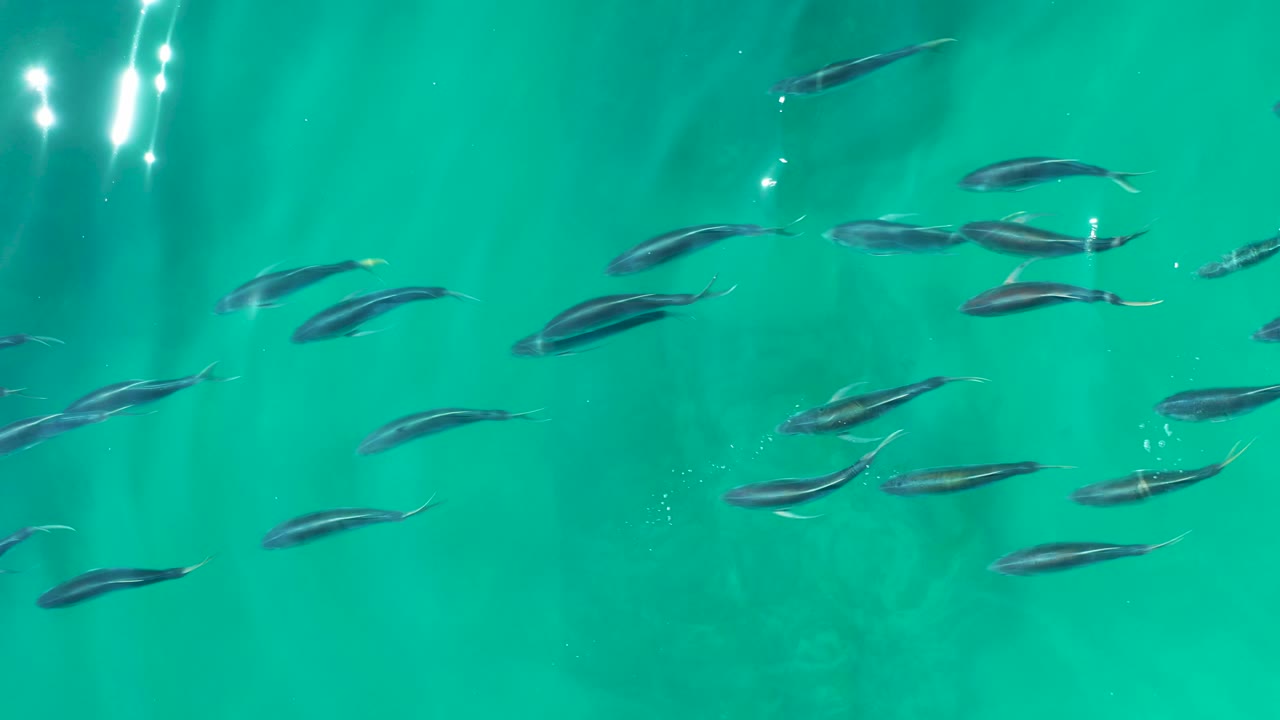 Several small fish are spread through the middle of turquoise water at Shipwrecks Los Cabos, with sharp sun glints near the top left and no visible people.