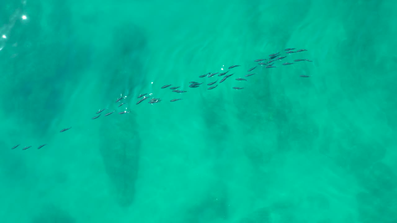 Small fish schooling in turquoise ocean water