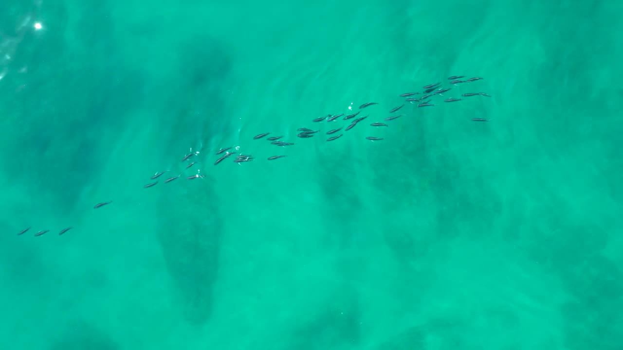 Small fish gather into a broken diagonal school over clear turquoise water at Shipwrecks Los Cabos, with darker patches under the surface and no visible people.