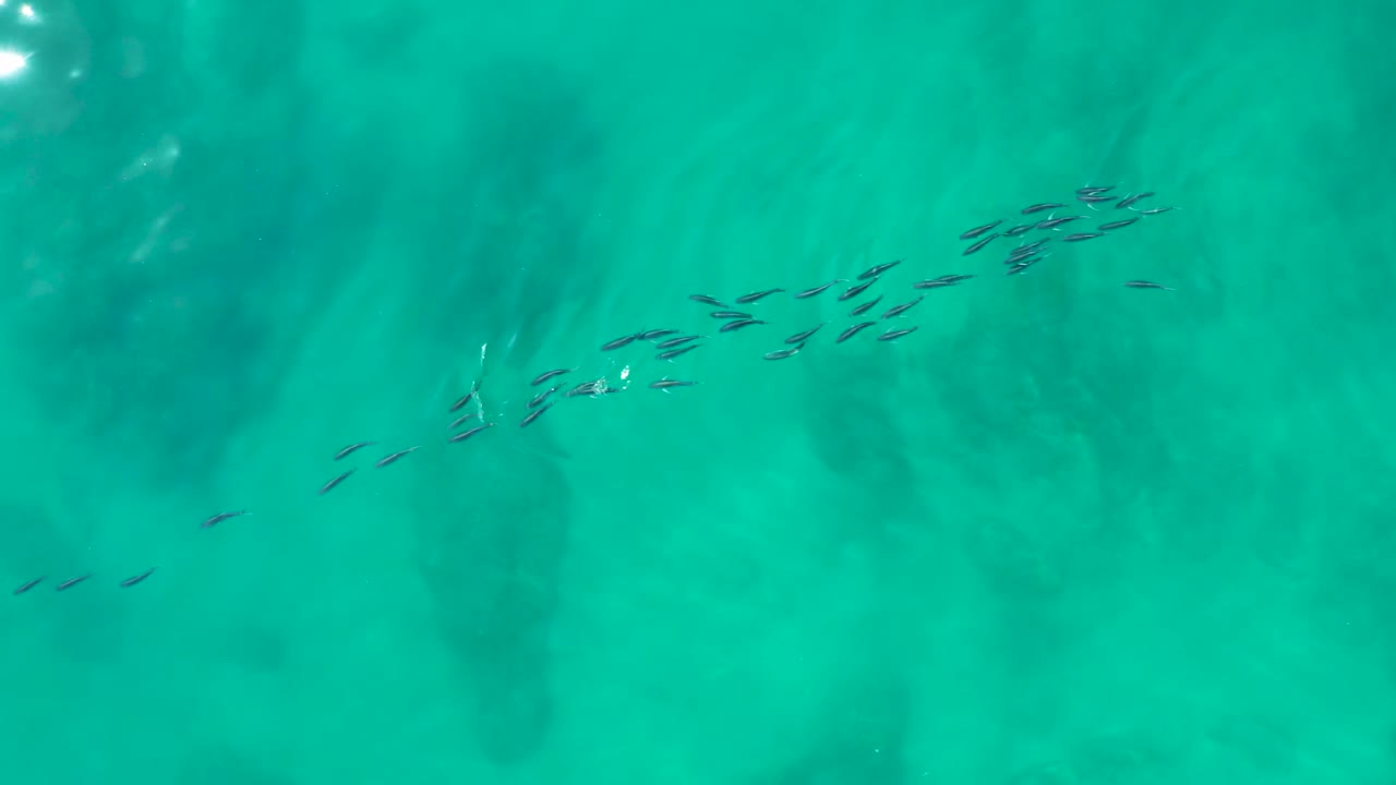 Overhead frame of a small fish school crossing bright turquoise water at Shipwrecks Los Cabos, with faint submerged forms and no visible people.