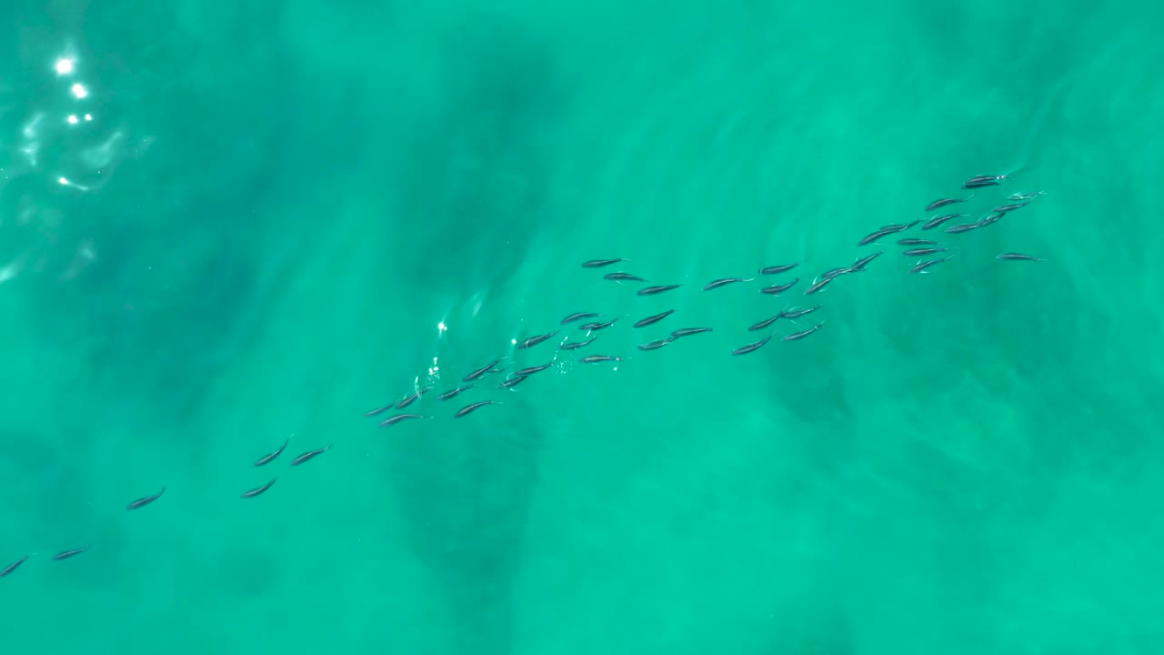 Small fish appear more scattered across rippled turquoise water at Shipwrecks Los Cabos, with bright reflections near the edge and no visible people.