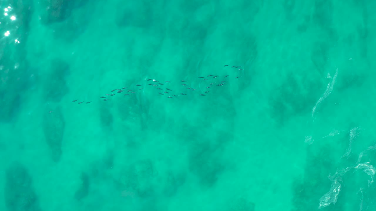 Small school of fish over turquoise water