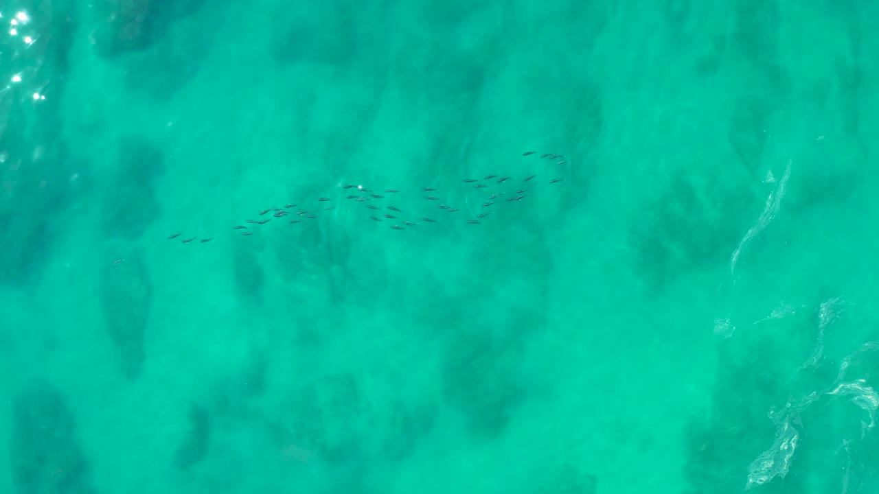 A loose line of small fish crosses the upper middle of the overhead water view at Shipwrecks Los Cabos, with green-blue water and submerged dark patches visible, no visible people.