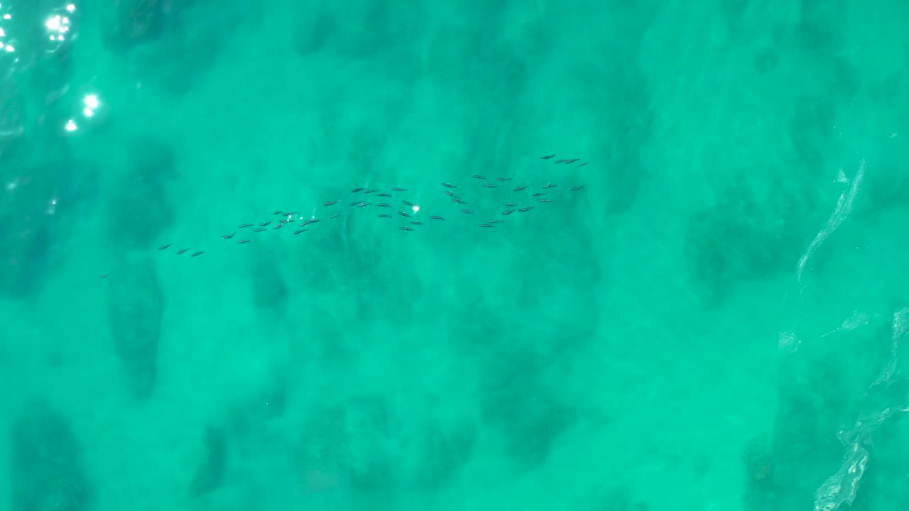 The fish school appears more clustered near the center of the turquoise overhead frame at Shipwrecks Los Cabos, with dark seabed shapes beneath and no visible people.