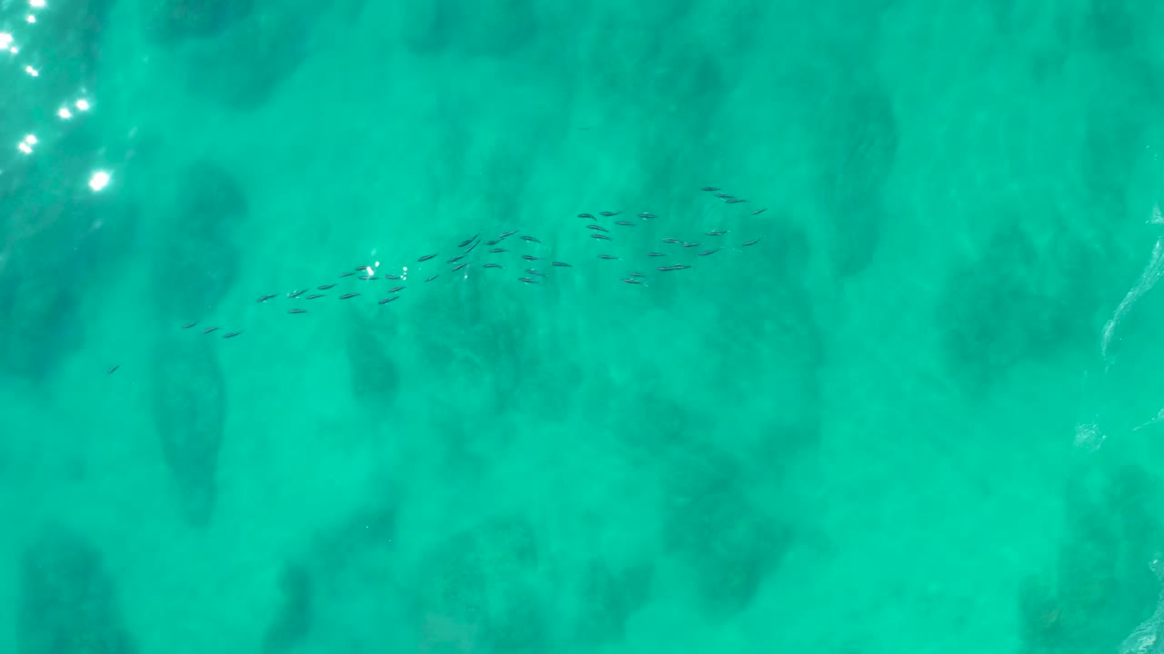 A loose shoal of small dark fish sits across the middle of a clear turquoise water frame at Shipwrecks Los Cabos, with broad darker underwater patches and no visible people.