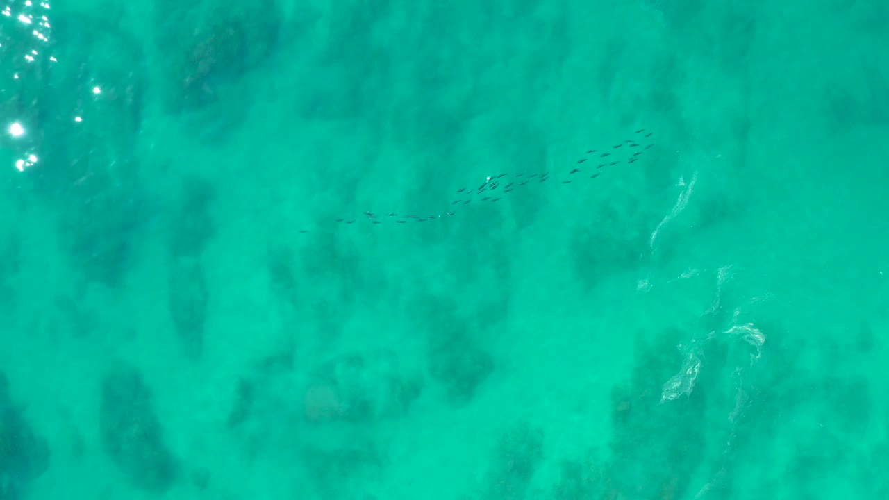 At Shipwrecks Los Cabos, fish appear near the upper middle of the turquoise water while pale seabed texture and bright surface glints remain visible, with no visible people.