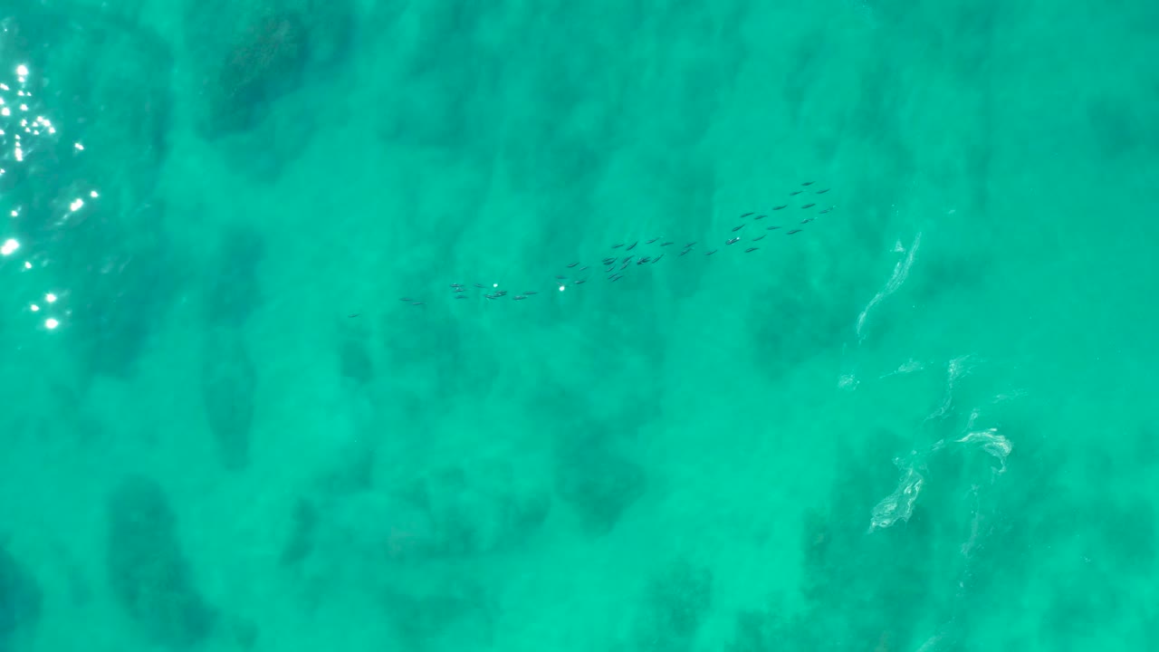 Overhead shallow water at Shipwrecks Los Cabos shows the fish school near darker underwater patches, with soft ripples and no visible people in the frame.