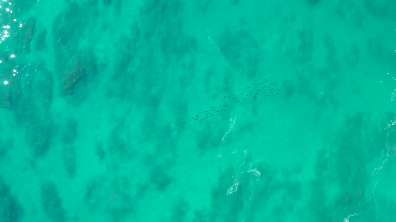 Overhead Shipwrecks Los Cabos frame showing a thin line of fish moving through clear turquoise water over mottled dark seabed patches, with no visible people.