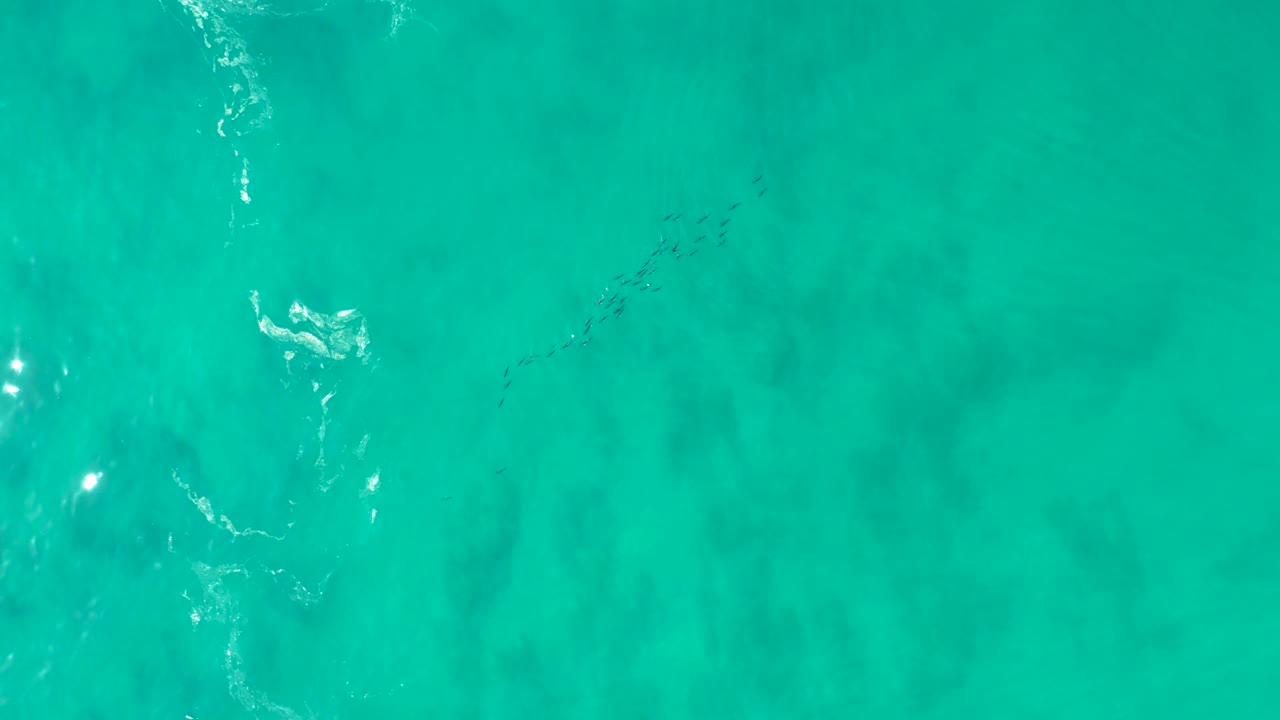 Aerial frame over Shipwrecks Los Cabos water with the school of fish slightly left of center, pale foam trails nearby, mottled darker patches below the surface, and no visible people.