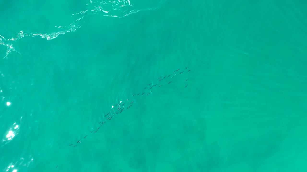 Overhead view at Shipwrecks Los Cabos of a small dark school of fish beneath clear turquoise water, with white surface foam near the top edge and no visible people.