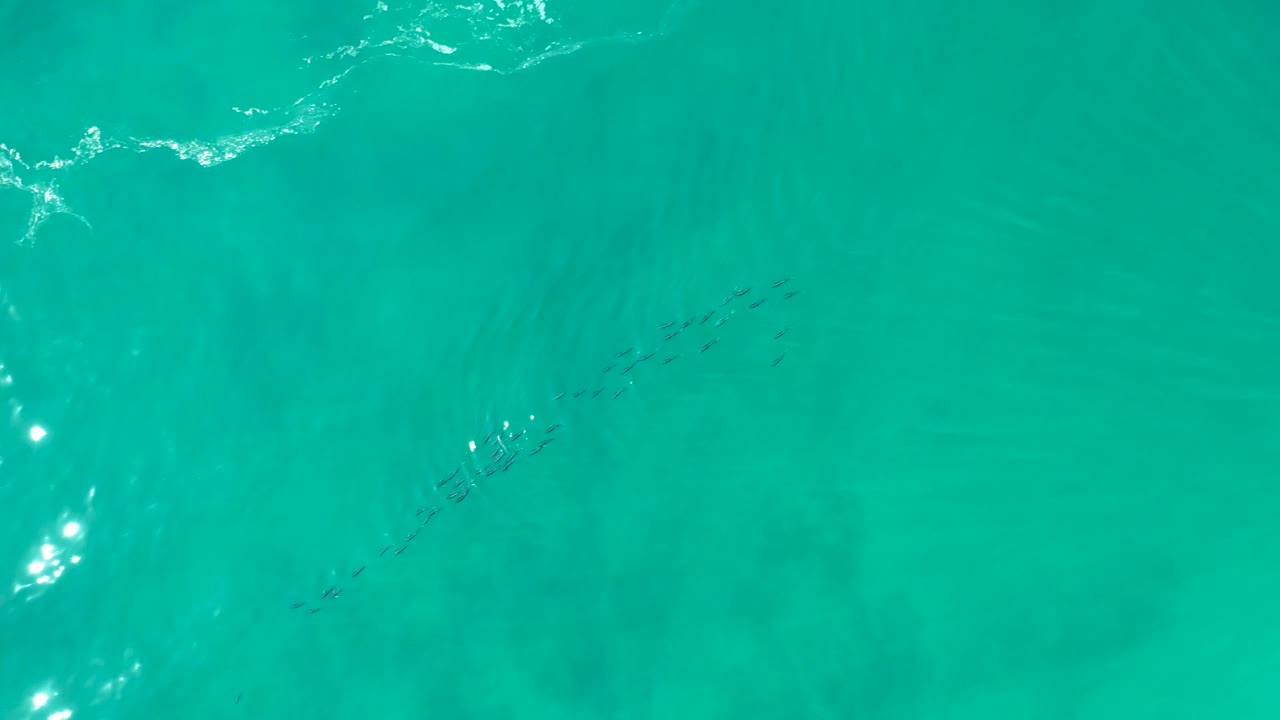 Aerial frame from Shipwrecks Los Cabos with the fish school slightly right of center under turquoise water, a bright reflection patch nearby, and no visible people.