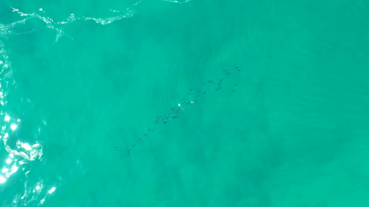 Small school of fish in turquoise water with foam at the edge.