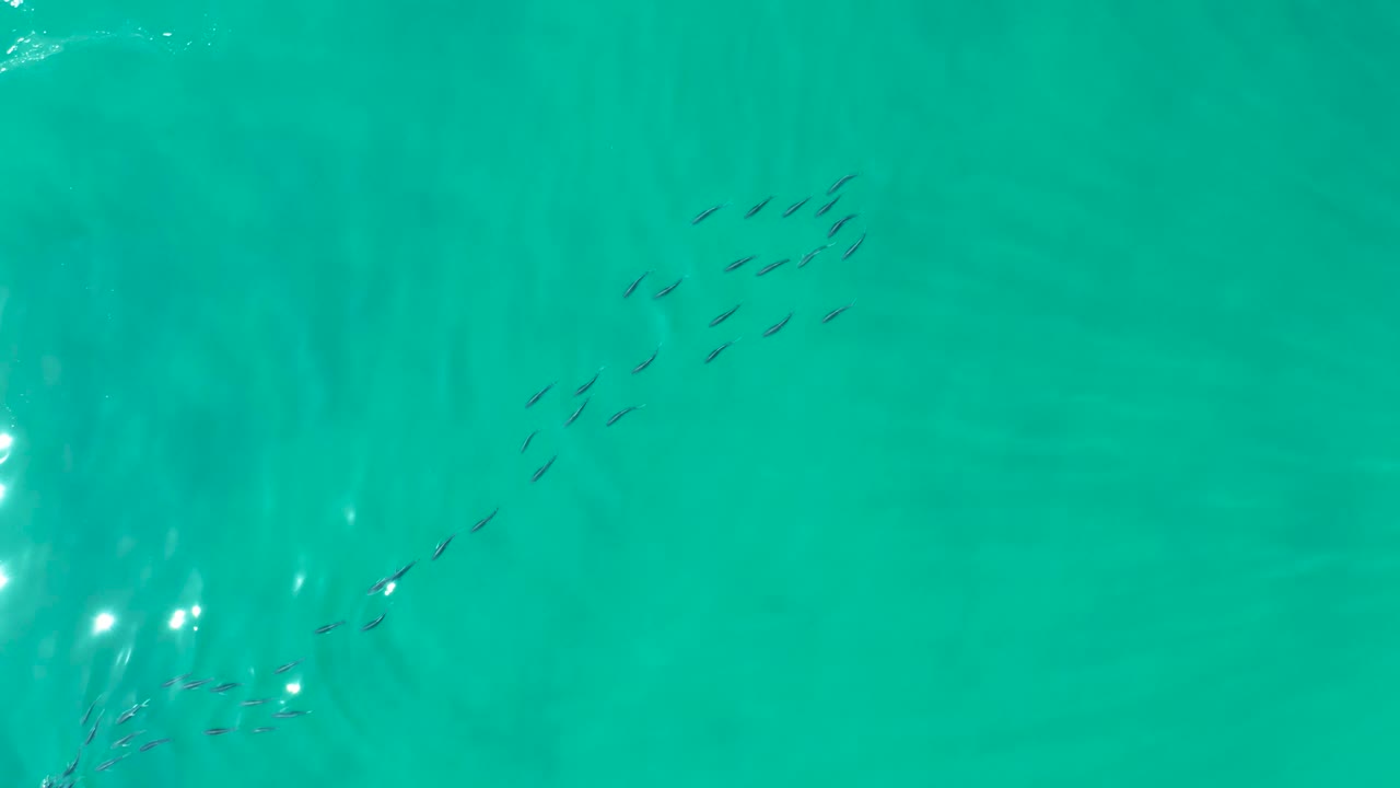 Small school of fish in turquoise ocean water