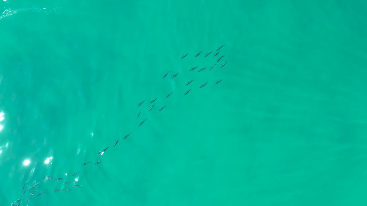 The fish school spreads into a loose diagonal cluster over clear turquoise water at Shipwrecks Los Cabos, with bright sun glints below and no visible people.