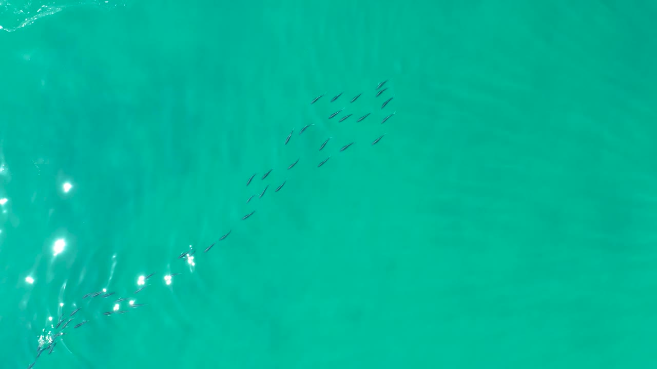 Small fish appear in scattered groups beneath the reflective turquoise surface at Shipwrecks Los Cabos, while stronger glare marks the lower right water and no people are visible.