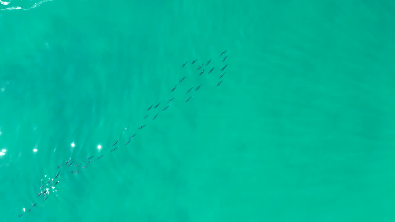 A compact fish cluster sits high in the frame over blue-green ocean at Shipwrecks Los Cabos, with faint light streaks and a small ripple patch near the lower left, and no visible people.