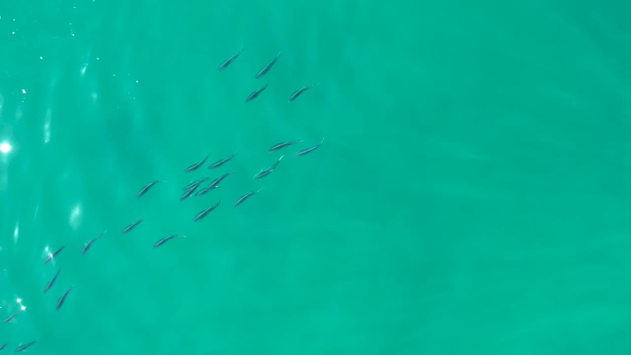 Small fish scattered in turquoise water