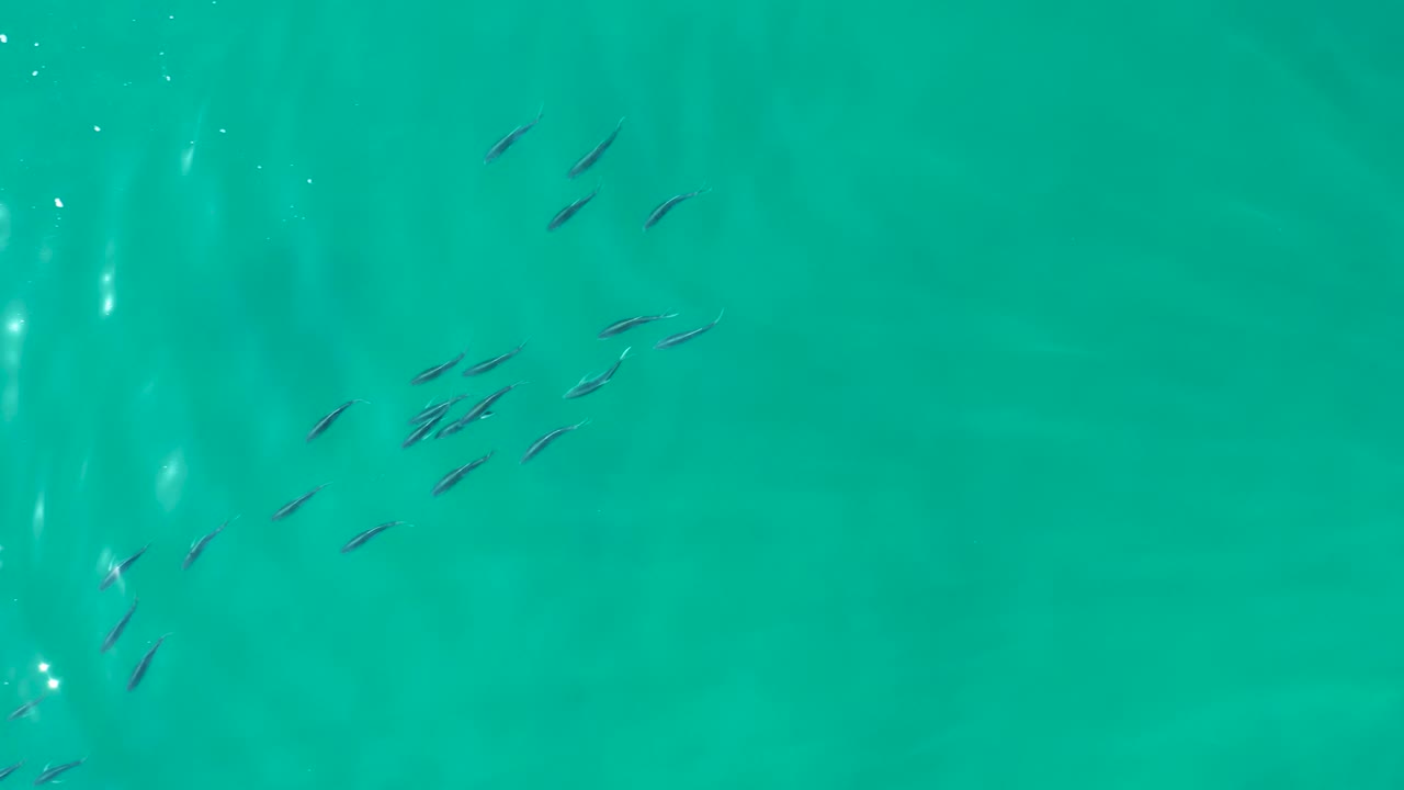 A loose school of small fish sits slightly left of center in clear teal water at Shipwrecks Los Cabos, with pale underwater patches and no visible people.