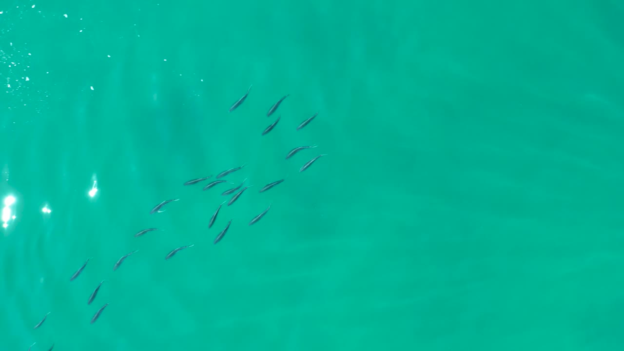 Small fish appear higher in the frame over bright turquoise water at Shipwrecks Los Cabos, with stronger glints near the center and no visible people.
