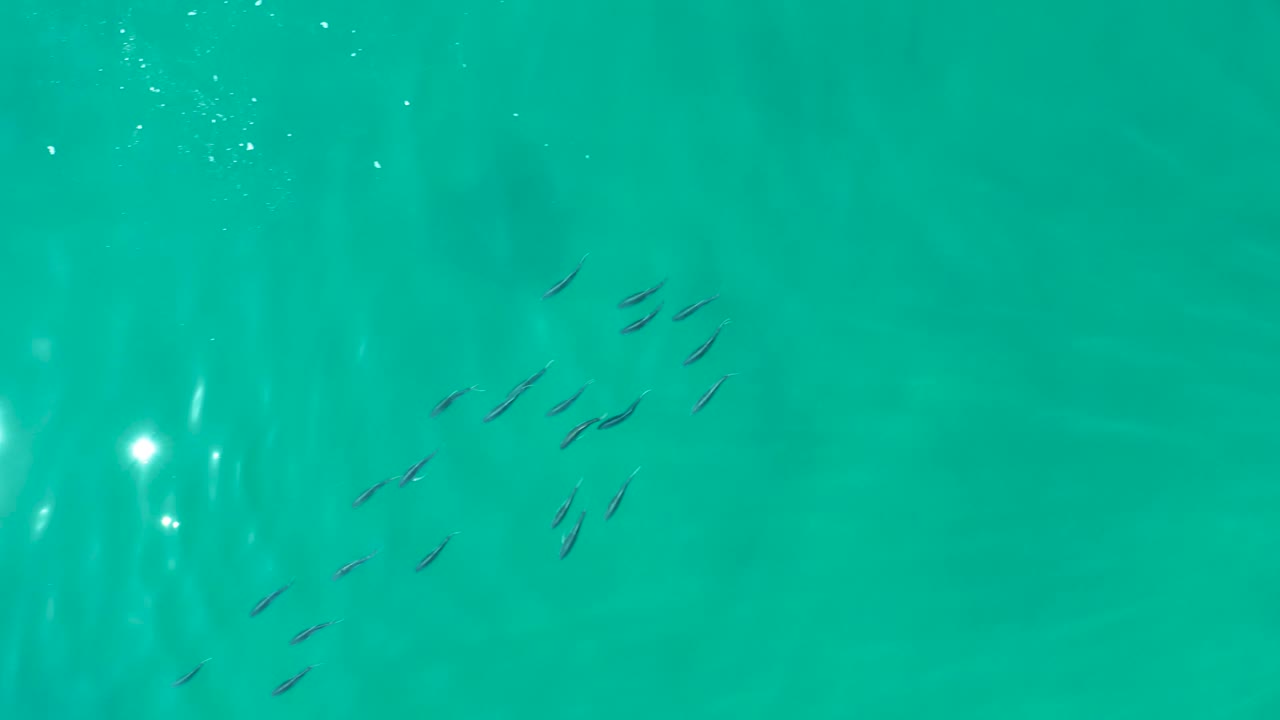 The school gathers in the lower left area of shallow turquoise water at Shipwrecks Los Cabos, with muted seabed shapes below and no visible people.