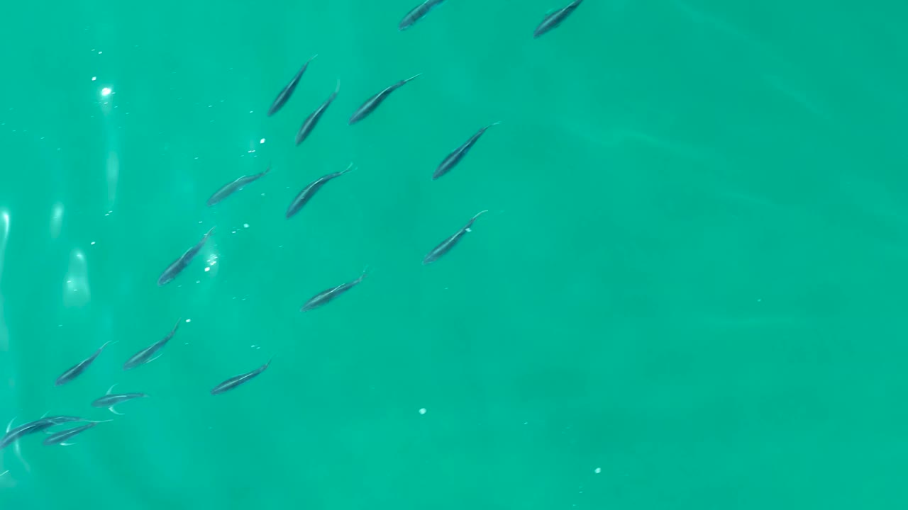 Top-down view of small fish in clear turquoise water at Shipwrecks Los Cabos, Baja California Sur, with scattered sun reflections and no visible people.
