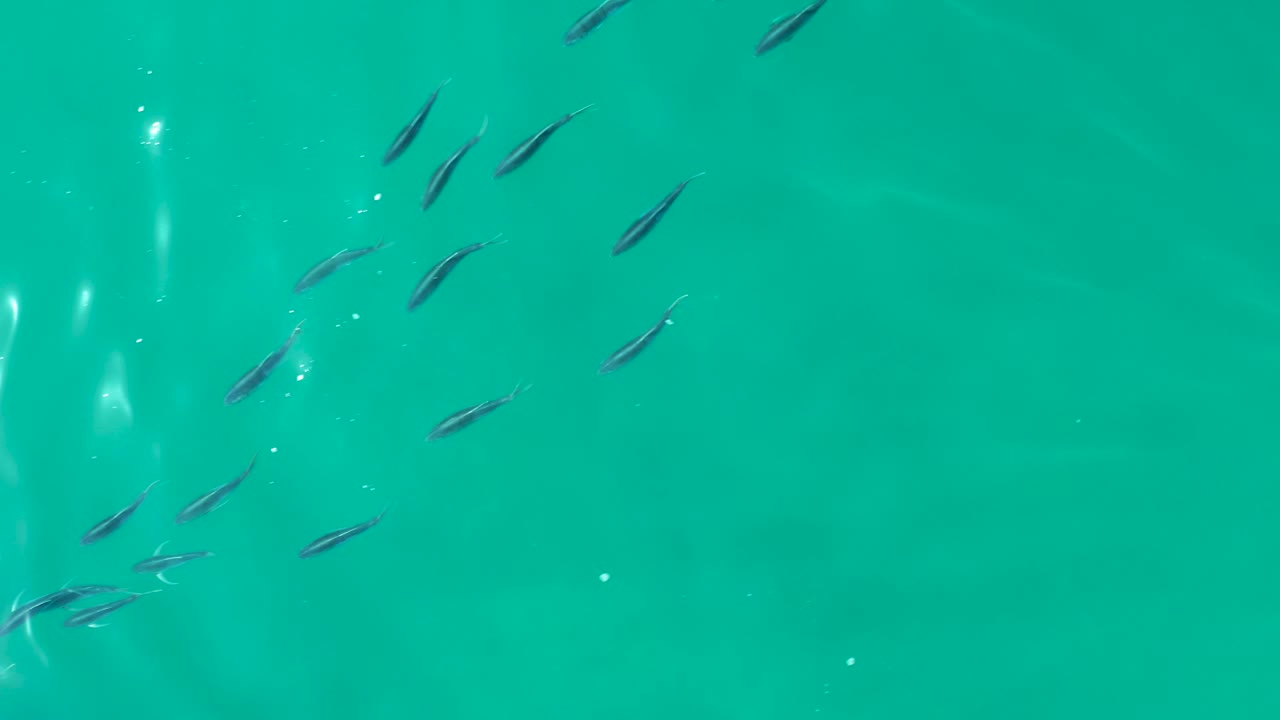 Small dark fish form loose groups across clear turquoise water at Shipwrecks Los Cabos, with faint underwater shapes and no visible people.