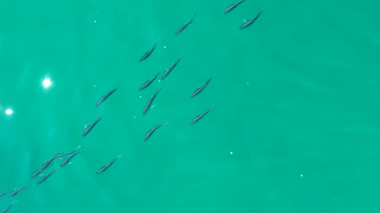 Aerial-looking frame of small fish swimming through turquoise water at Shipwrecks Los Cabos, with bright white surface glints near the center and no visible people.