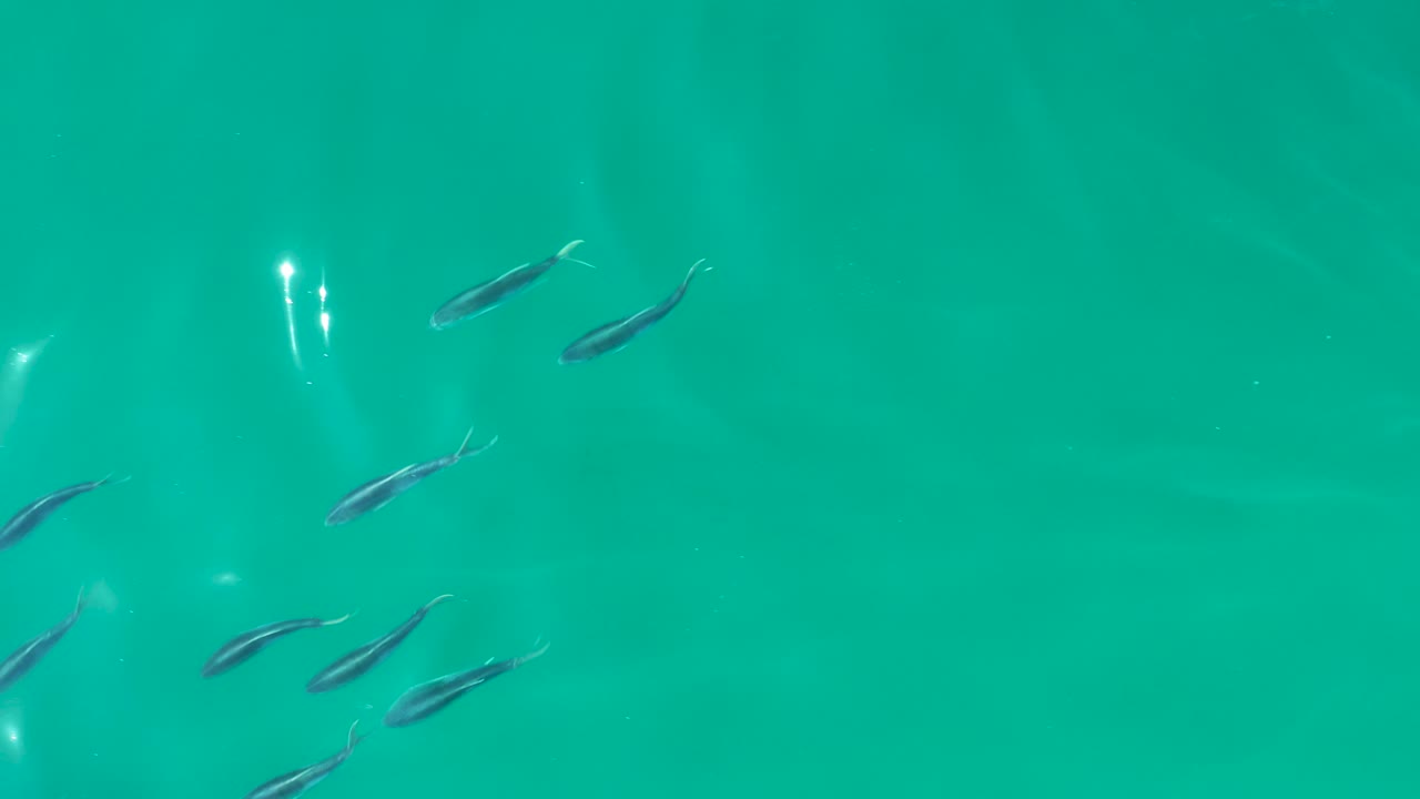 Small dark fish gather near the left side of clear turquoise water at Shipwrecks Los Cabos, with bright surface reflections and no visible people.