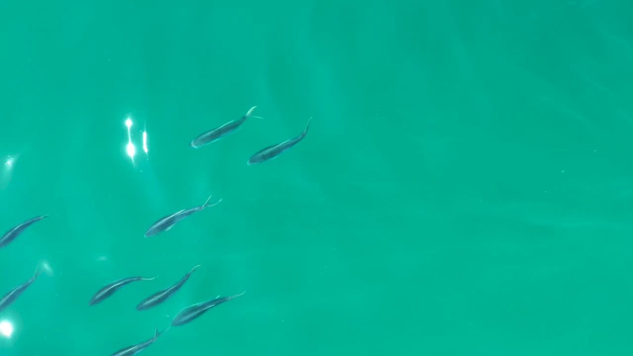 Several small fish are spread through the center of clear turquoise water at Shipwrecks Los Cabos, with soft light streaks and no visible people.