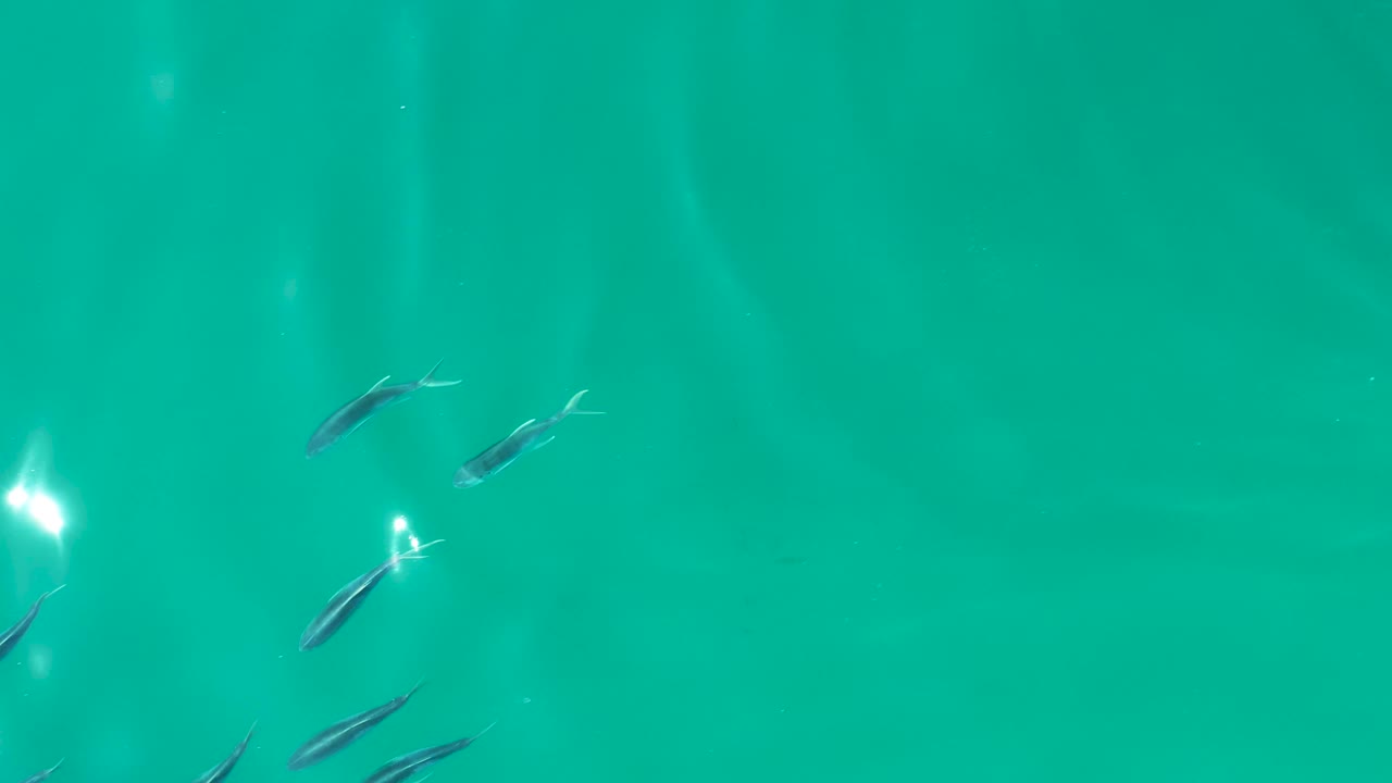 A small fish group appears in the upper and lower right areas of turquoise water at Shipwrecks Los Cabos, with bright glare spots and no visible people.