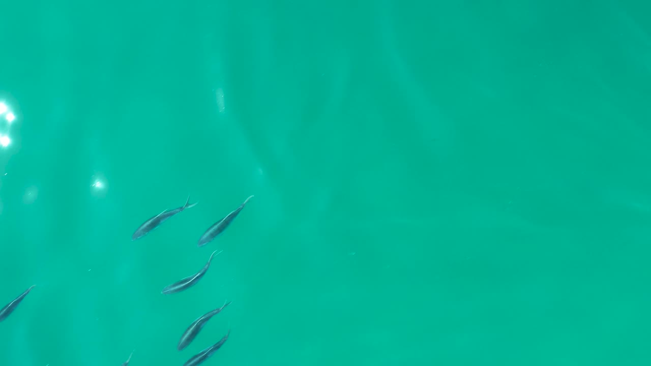 Sparse fish in turquoise water with surface glare.