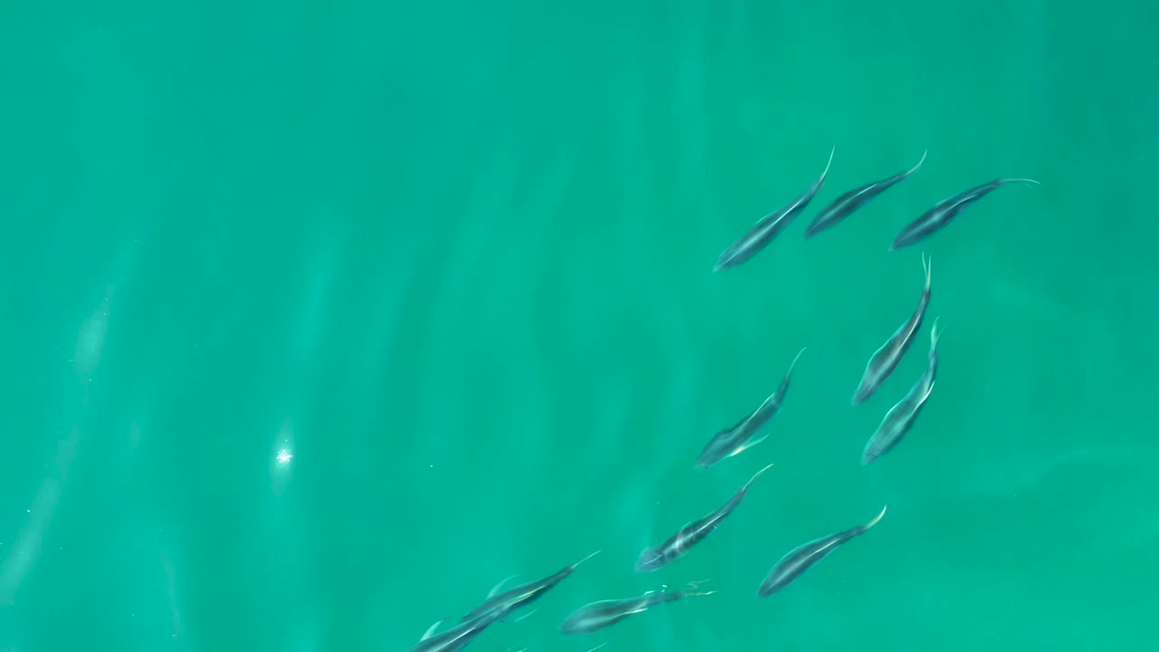 Small fish scattered in turquoise water