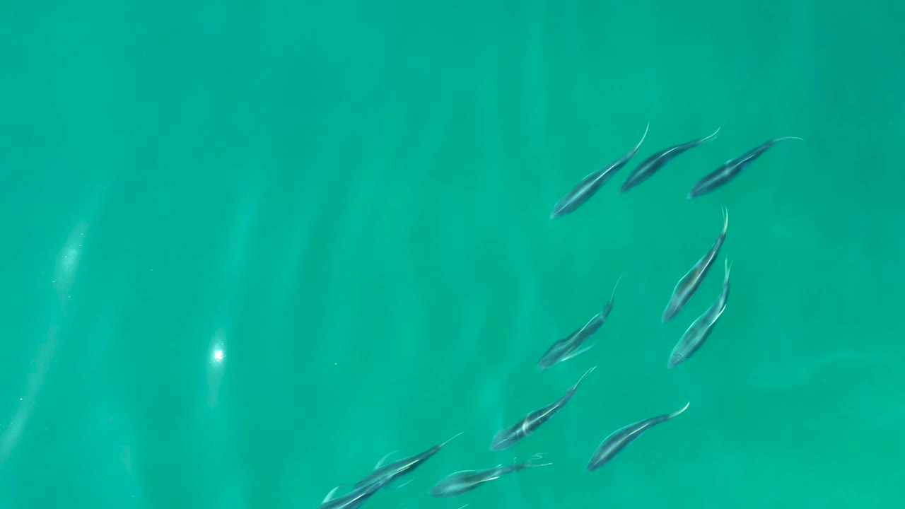 A loose group of small fish crosses clear green-blue water at Shipwrecks Los Cabos, with several fish clustered near the upper center and no visible people.