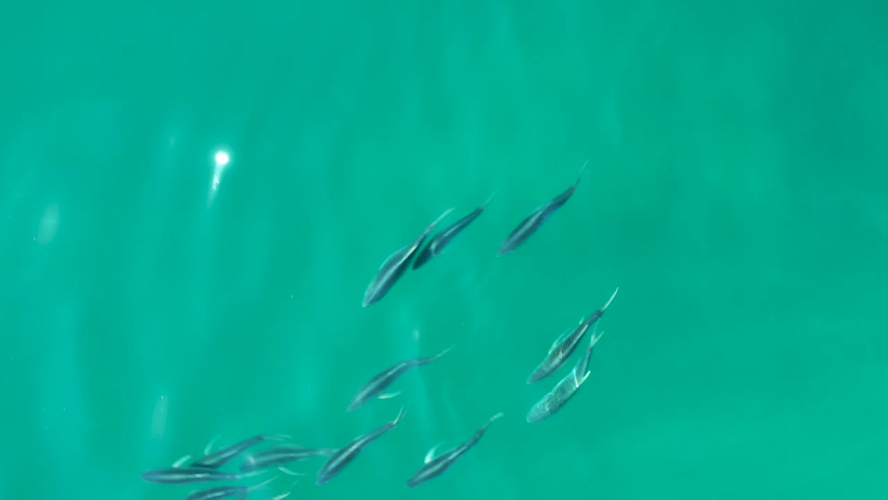 Small fish gather more tightly toward the right side of the turquoise water at Shipwrecks Los Cabos, with a few trailing fish and no visible people.