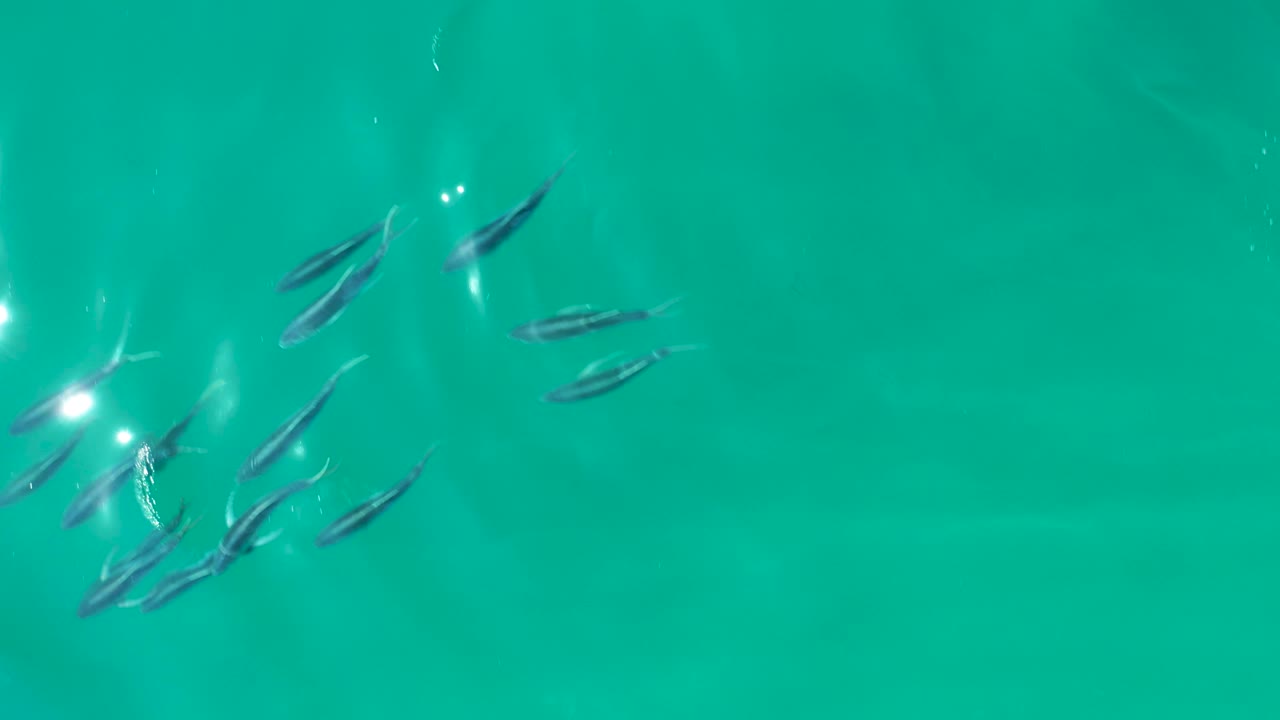 Several small fish appear along the left edge of clear turquoise water at Shipwrecks Los Cabos, with bright reflected points near the lower left and no visible people.
