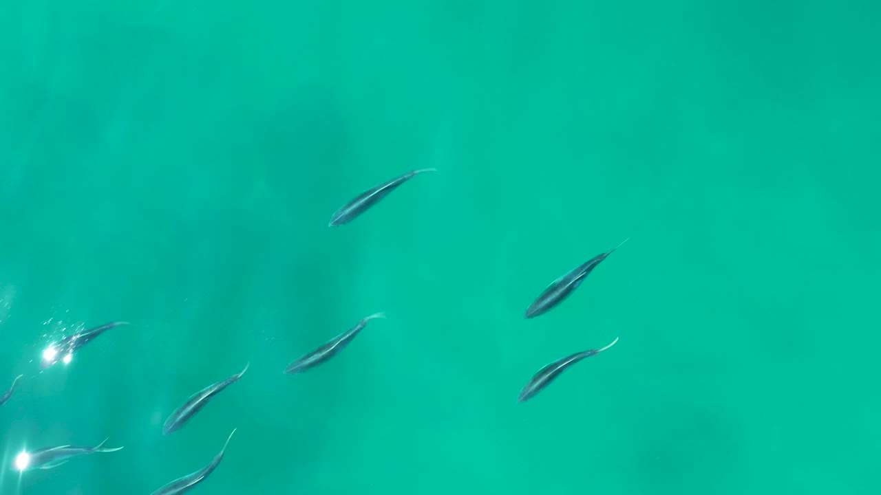Small fish in turquoise shallow water with bright surface glare.