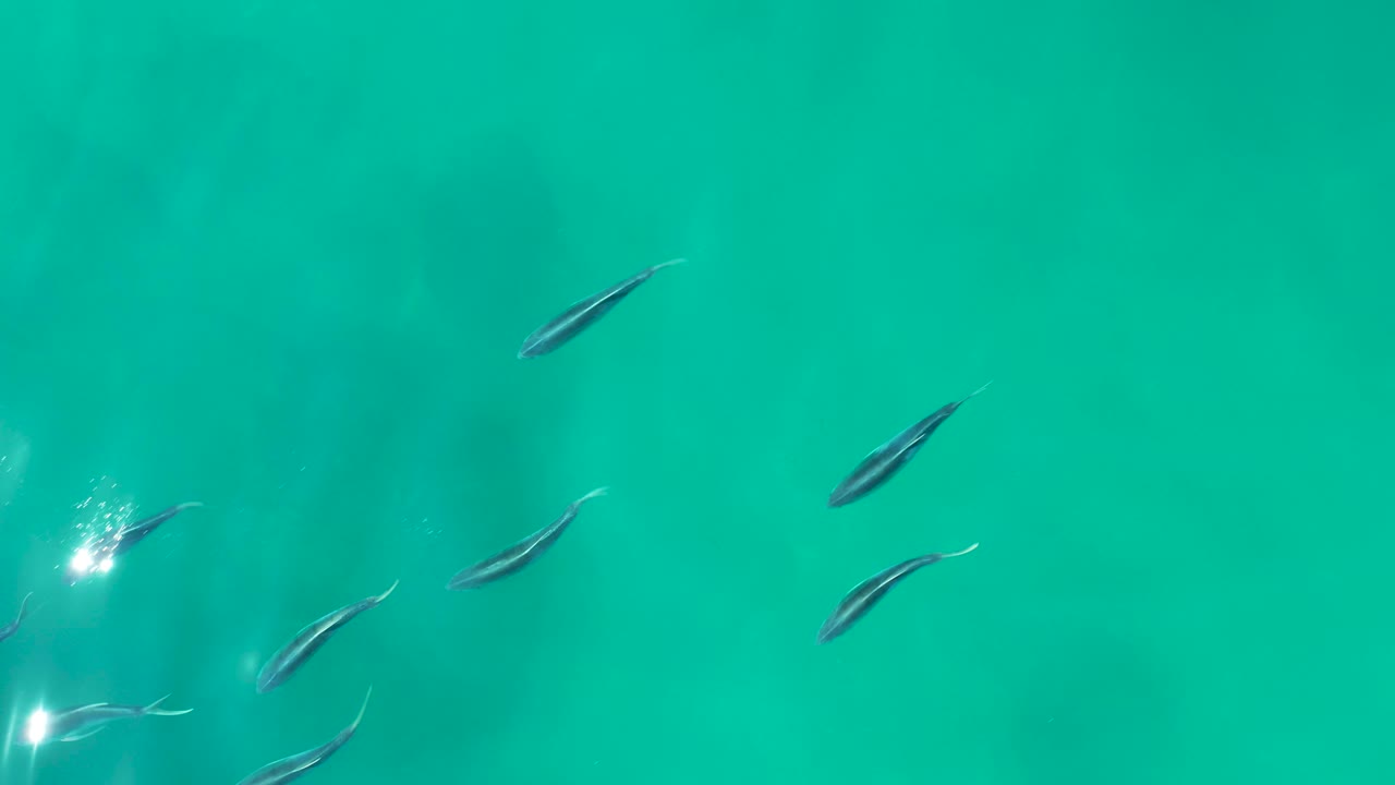 Small fish are spaced across the left and center of turquoise water at Shipwrecks Los Cabos, with rippled surface texture and no visible people.
