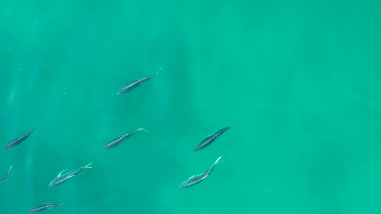 A wider scatter of small fish crosses the upper half of clear green-blue water at Shipwrecks Los Cabos, with soft shadows and no visible people.