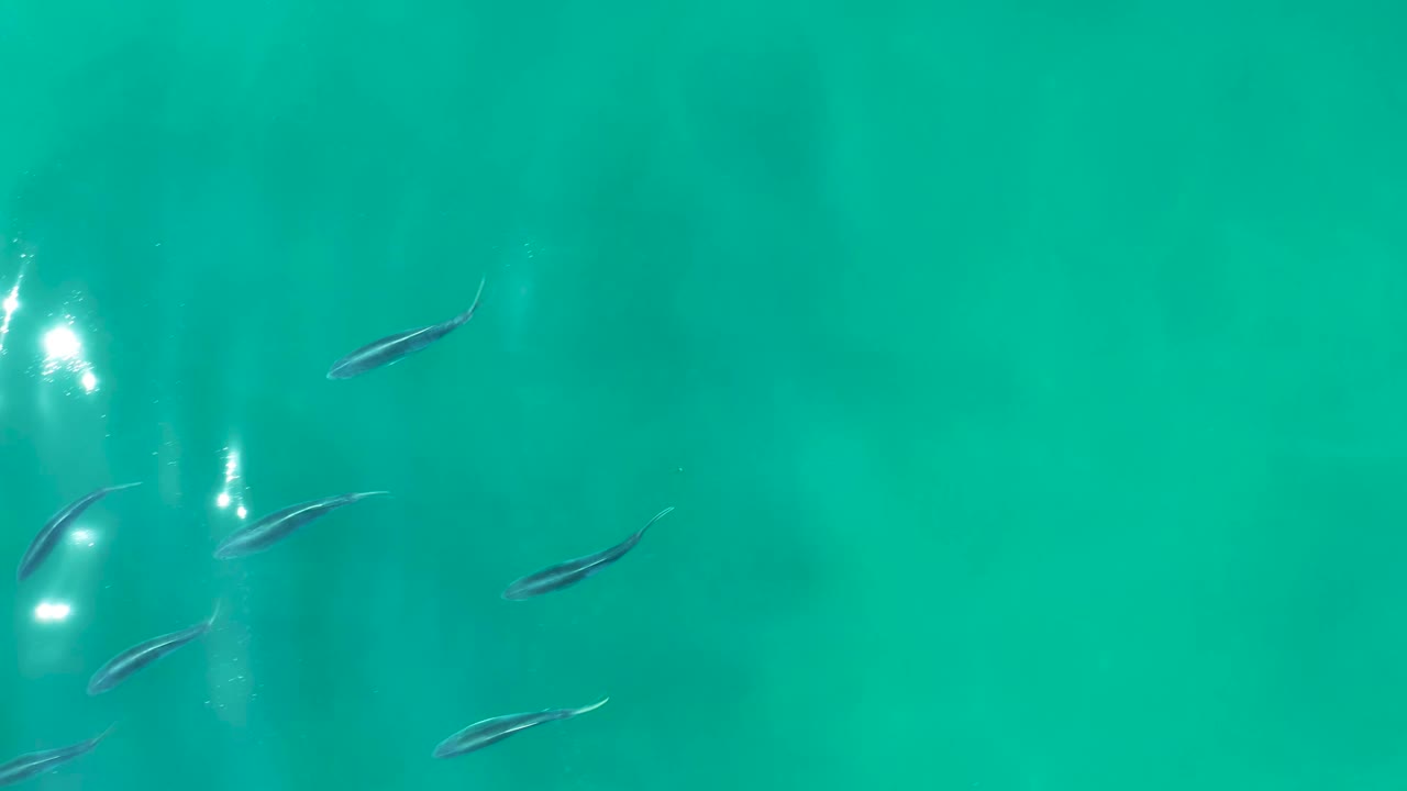A few small fish remain near the left side of turquoise water at Shipwrecks Los Cabos, with strong white surface reflections and no visible people.
