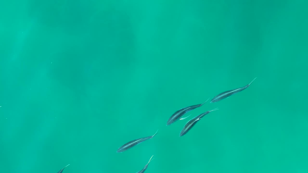 Several small fish swim through clear turquoise water at Shipwrecks Los Cabos, with soft underwater shadows and no visible people.