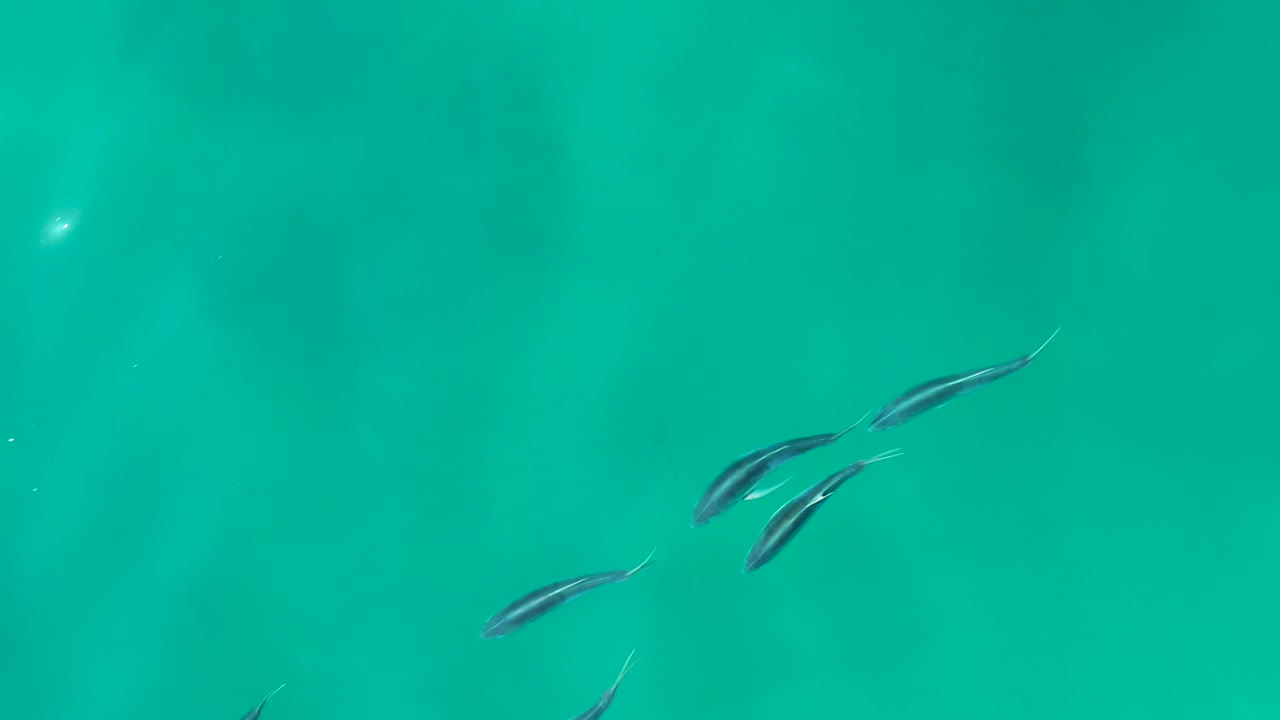 Loose group of fish crossing turquoise water.