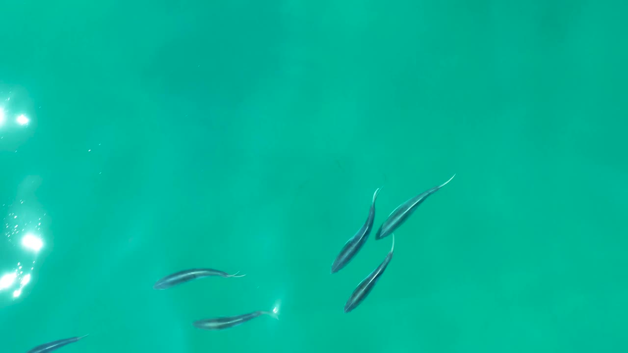 Small fish pass below bright surface reflections in turquoise water at Shipwrecks Los Cabos, with no shoreline and no visible people.