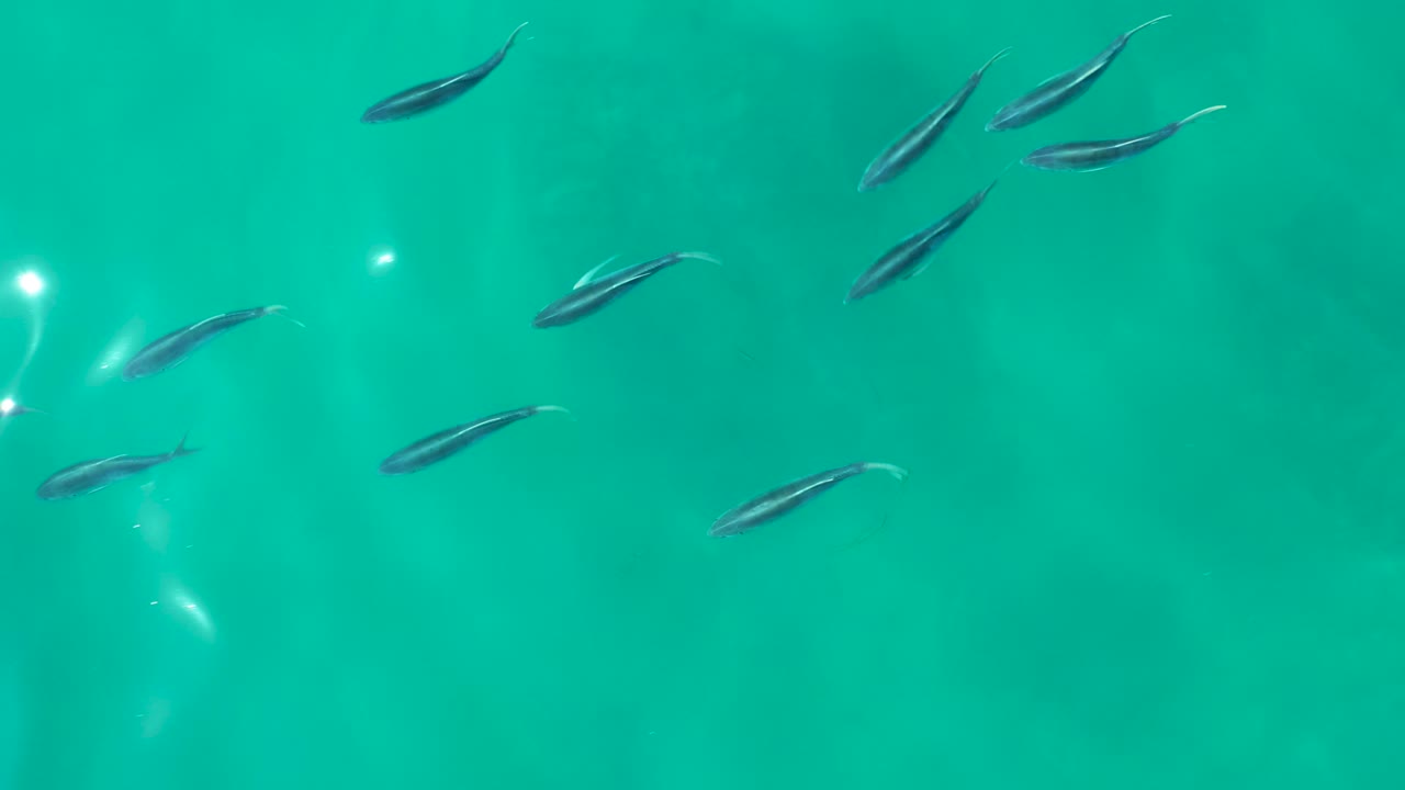 Small fish are scattered across clear turquoise water at Shipwrecks Los Cabos, Baja California Sur, with bright surface reflections near the left edge and no visible people.